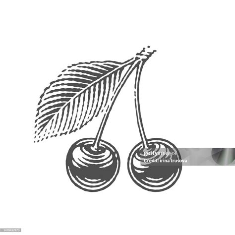 Cherries And Cherry Leaves High-Res Vector Graphic - Getty Images