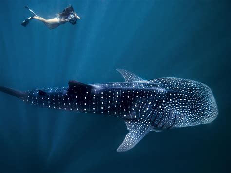 Best Places to Swim with Whale Sharks: Top 5 spots | The Australian