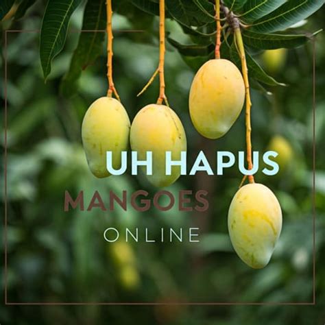 Alphonso Mangoes in Pune – Buy Fresh & Juicy Hapus – AlphonsoMango.in