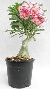 BREEZY BLOOMS Adenium Plant Price in India - Buy BREEZY BLOOMS Adenium ...