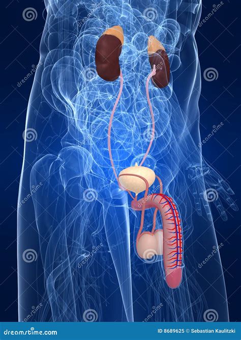Urinary system stock illustration. Illustration of urinary - 8689625