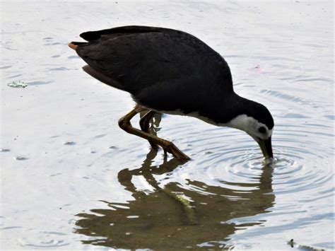 White Breasted Waterhen