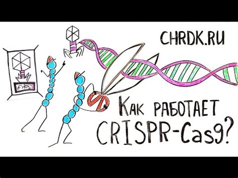 Как работает CRISPR-Cas9. Мульт теория - YouTube