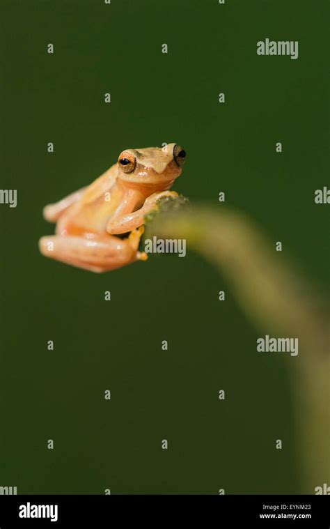 Image result for Yellow Tree Frog