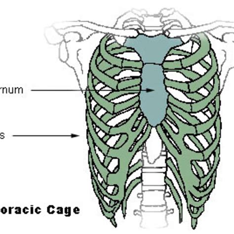 Protruding Chest Bone