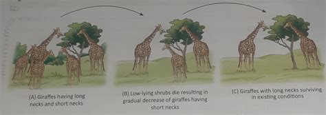 Evolution Theory 的图像结果