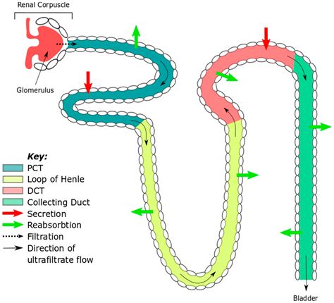 Loop Of Henle Kidney