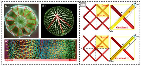 Crashworthiness Study of Functional Gradient Lattice-Reinforced Thin ...
