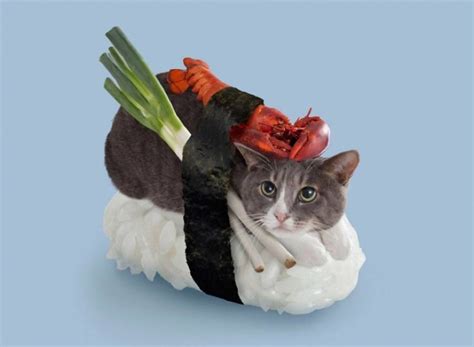 Koty przebrane za sushi. Dwie ulubione rzeczy na jednym zdjęciu ...