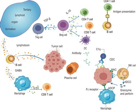 B Cells The Search For Multiple Myeloma Stem Cells: The Long And