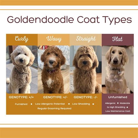 Goldendoodle generations explained f1 f1b f1bb f2 f2b f2bb f3 multigen ...