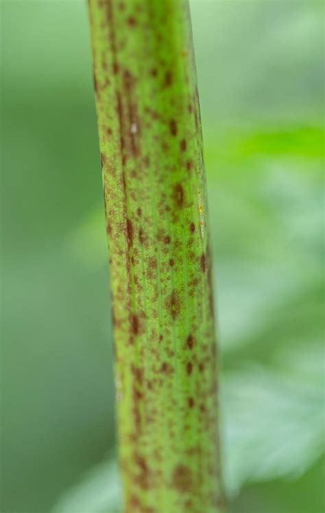 Poison Hemlock vs. Queen Anne’s Lace: How to Tell the Difference