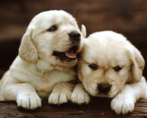 Image result for Dogs Programmes