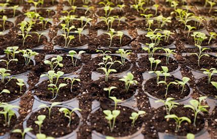 NCCSD INDIA - CSA Climate Smart Agriculture