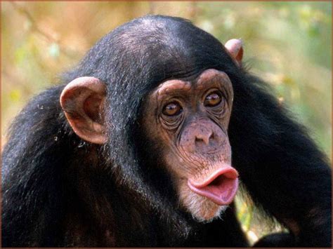 Image result for Monkey Using Computer Meme