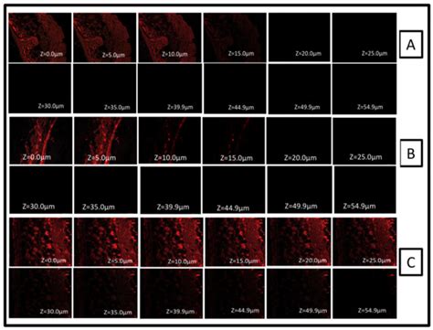 A Pharmaco-Technical Investigation of Thymoquinone and Peat-Sourced ...
