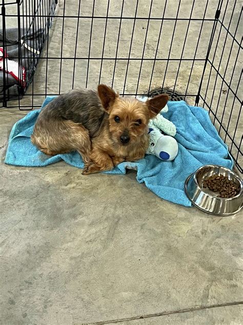 Midland Humane Society to take in 20 dogs saved from puppy mills