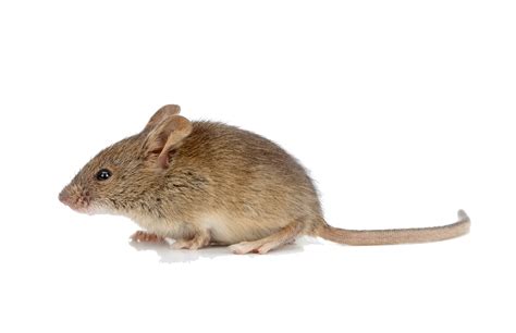 Mouse Animal Characteristics and Habitat Insights Clipart PNG | PNG All
