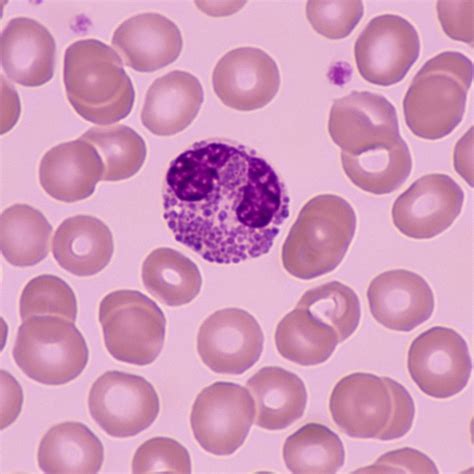 Blood Cells Under Microscope Quiz at Lilly Hoover blog