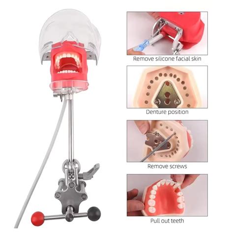 NSKI Head Model Dental Simulator Manikin Phantom India | Ubuy