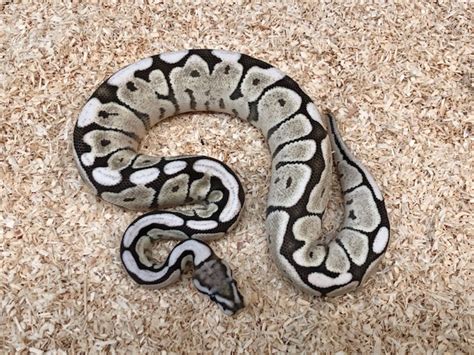 Image result for Axanthic Spider Ball Python