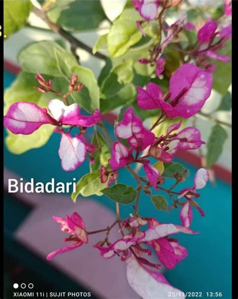 The Bidadari Thai variety of Bougainvillea| | Best Price in 2024 at ...