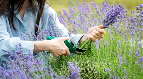 Lavender Pruning Tips 的图像结果