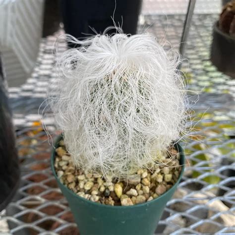 Old Man Cactus (Cephalocereus senilis) Care Guide