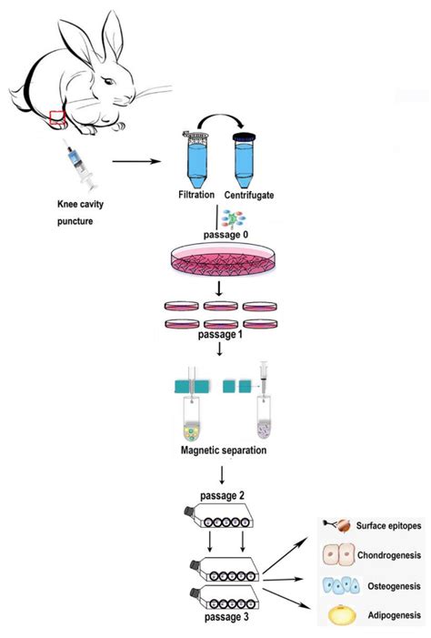 Image result for Magnetically Activated Cell Sorting