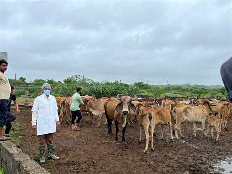 જામનગરમાં લંપી વાયરસને અટકાવવા તંત્ર એક્શનમાં, જિલ્લામાં 25 એમ્બ્યુલન્સ ...