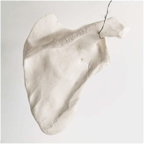 Buy FHUILI Life Size Scapula Model - Anatomy Human Scapula Model - 1 ...
