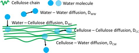 Water Diffusion 的图像结果