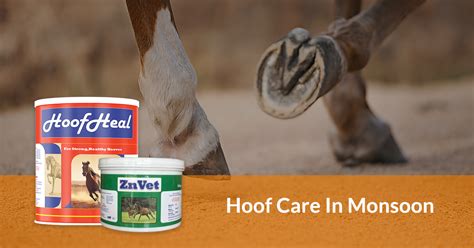 Hoof Care in Monsoon Season: Keeping Your Horse's Feet Healthy – JustVet
