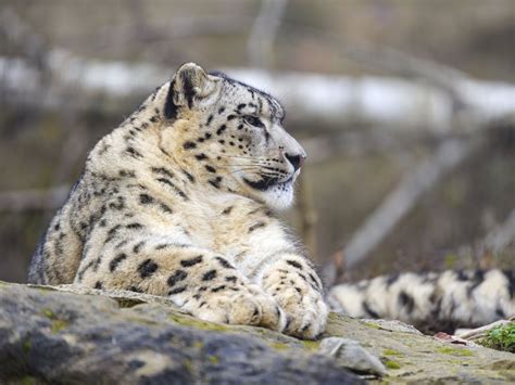 Download wallpaper 1024x768 irbis, predator, wildlife, animal standard ...