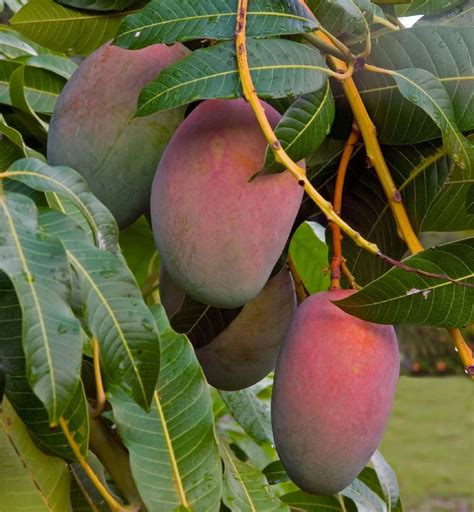 Mango Fruit Tree 的图像结果
