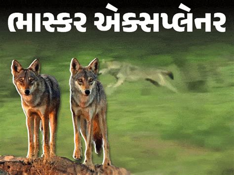 Bhaskar Explainer: Why did wolves become 'man-eaters' in Bahraich?