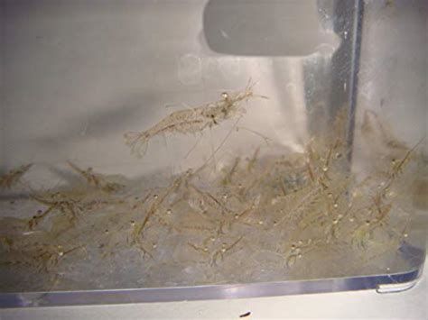 Buy AQUACULTURE NURSERY FARMS Feeder Shrimp Live Saltwater Grass Shrimp ...