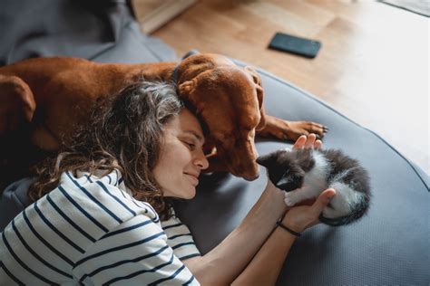 Cães ou gatos? Estudo sugere qual animal é melhor para aliviar o estresse em humanos - Minha Vida