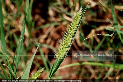 Green foxtail, Setaria viridis