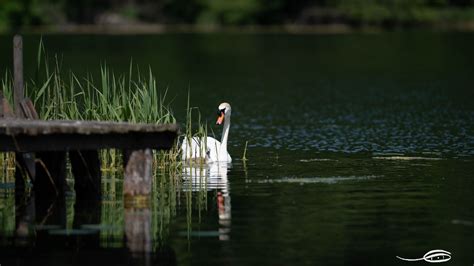 Download wallpaper 2560x1440 swan, bird, pond, pier, reeds widescreen ...