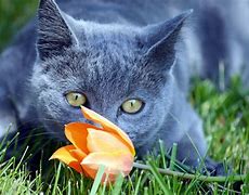 Image result for Cute Animals and Flowers