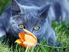 Image result for Cute Profile Pics of Animals and Flowers