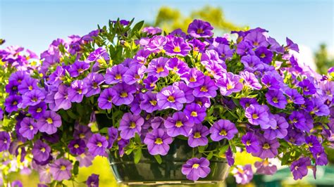 10 Best Low-Maintenance Plants for a Stress-Free Garden