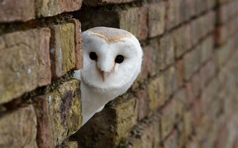 Stunning Barn Owl HD Wallpaper
