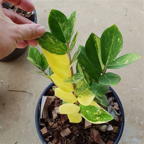 How To Care For A Zee Zee Plant at Martha Cannon blog
