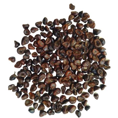 Astrophytum Cactus Mix Seeds - Pack of 10 Seeds