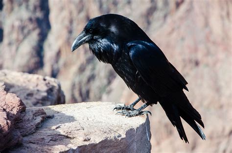 How Black Feathers Keep Ravens Cool | Audubon