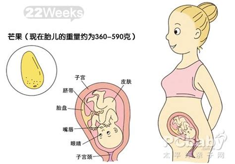 怀孕21-30周图解_科普图库_亲子图库_太平洋亲子网