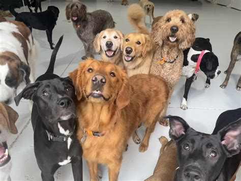 Image result for Go Fetch