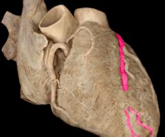 TH: Coronary Circulation Flashcards | Quizlet